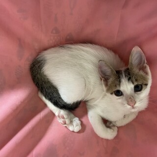 とってもかわいい4兄弟⭐︎そっくりです(^^)