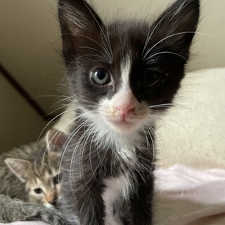交渉中　元気いっぱい人懐っこい仔猫2匹