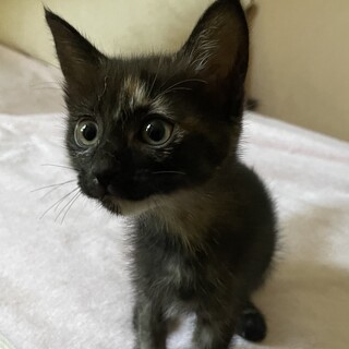 サビ柄　美人で人懐っこい仔猫です