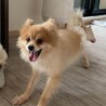 ポメラニアン♂かず サムネイル2