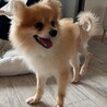 ポメラニアン♂かず サムネイル3