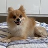 ポメラニアン♂かず サムネイル4