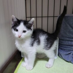 リトルパウエイド猫の譲渡会 サムネイル2