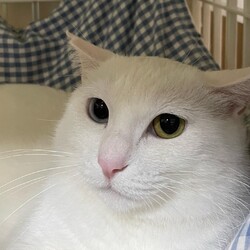 リトルパウエイド猫の譲渡会 サムネイル3