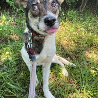 お散歩上手⭐︎ロイの家族を探してます。