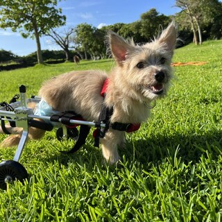 凪桜（なぎさ）ちゃん