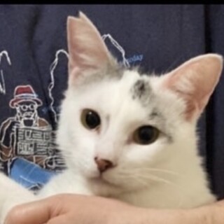 里親決定！甘えん坊で賢い　ゆきっち