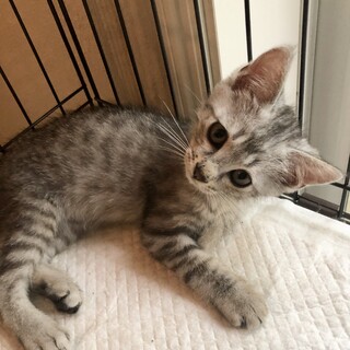 イケニャンのサバトラ君