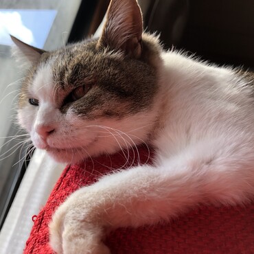 チャムちゃん　ミグも頑張ってるよ！！