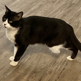 ハンディいっぱい八割れお母さん猫