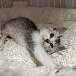 天真爛漫な女の子シェグちゃん