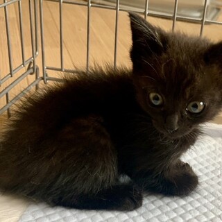 2ヶ月子猫、里親募集中