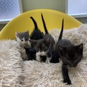 ヨチヨチ歩き　ミャーミャー可愛い子猫の兄弟姉妹