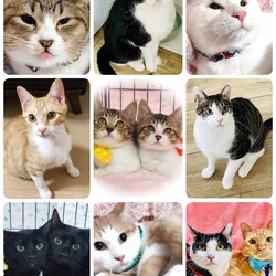 ねこざんまい譲渡会@東日本橋 サムネイル2