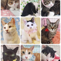 ねこざんまい譲渡会@東日本橋 サムネイル3