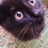 めちゃ可愛い黒猫の男の子「たっちゃん」 サムネイル2