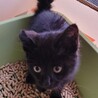 めちゃ可愛い黒猫の男の子「たっちゃん」 サムネイル3