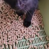 めちゃ可愛い黒猫の男の子「たっちゃん」 サムネイル4