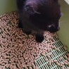 めちゃ可愛い黒猫の男の子「たっちゃん」 サムネイル5