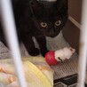 めちゃ可愛い黒猫の男の子「たっちゃん」 サムネイル7