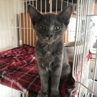 ありがとうございました★グレーのフルーツちゃん