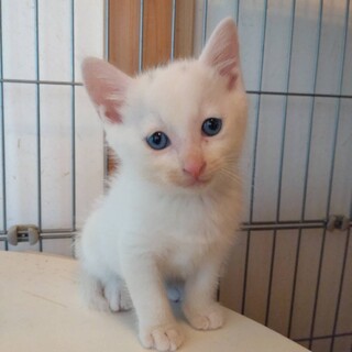 ぷにぷにピンク肉球の白猫くん