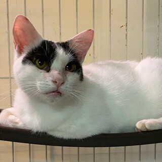 1歳くらいの白黒の男の子