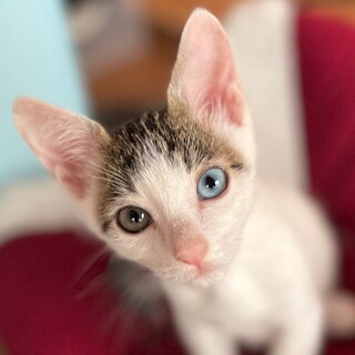 里親さん決定致しました！ありがとうございます