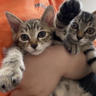 キジトラ子猫の姉弟