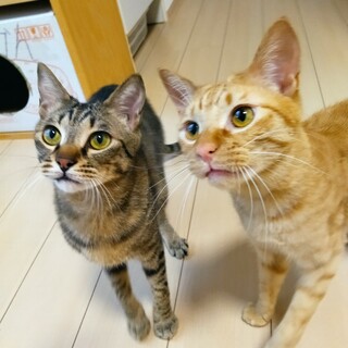 仲良し兄弟　猫用品一式付き