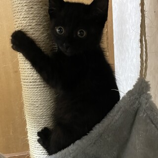 穏やかな黒猫ちゃん⭐︎子猫⭐︎