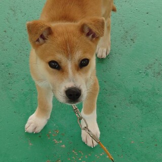 まだ幼い可愛い【カイ】くん