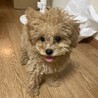の写真