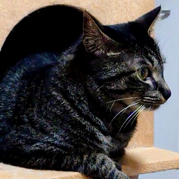 キャットタワーの穴から猫動画を真剣に見てました