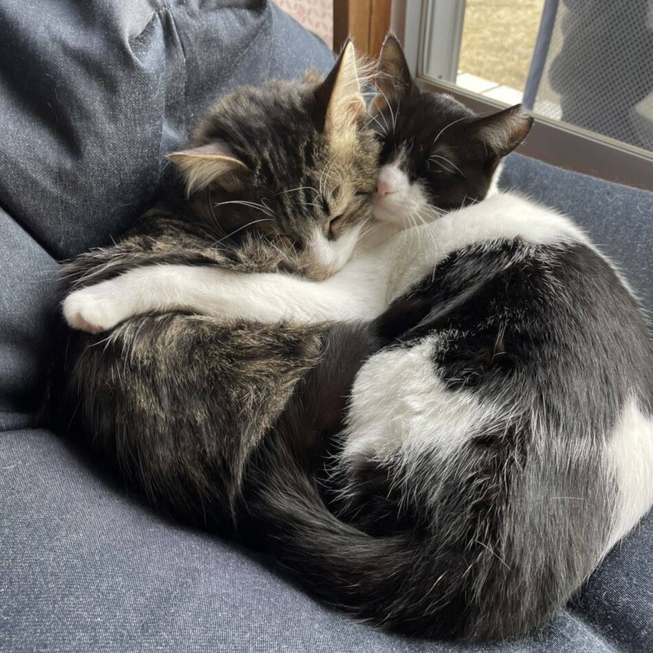 むぅのカバー写真