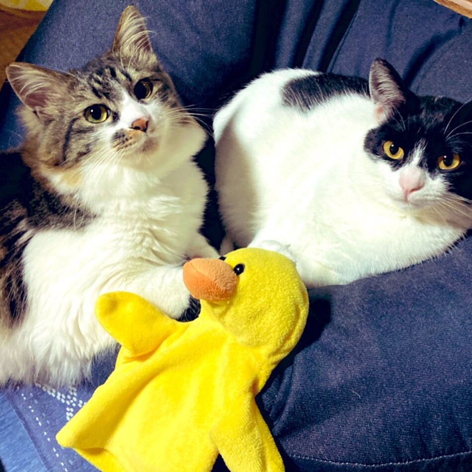 てんのカバー写真