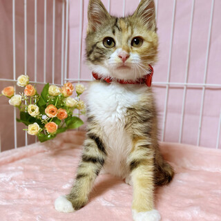 ふわふわ三毛 ２ヶ月半の女の子