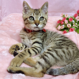 わんぱく甘えん坊 ２ヶ月半の男の子