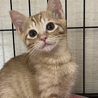 ふんばり親子猫 茶トラ ♡ #里親さん募集中 の 茶トラのぶんどき君🧡 兄弟で1番の甘えん