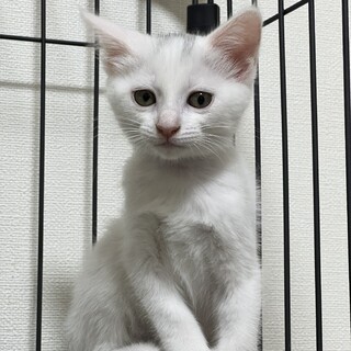 ほぼ白兄妹仔猫の里親さん募集中