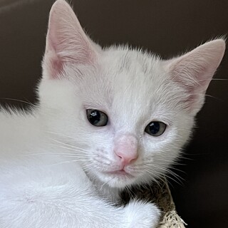 ほぼ白兄妹仔猫の里親さん募集中