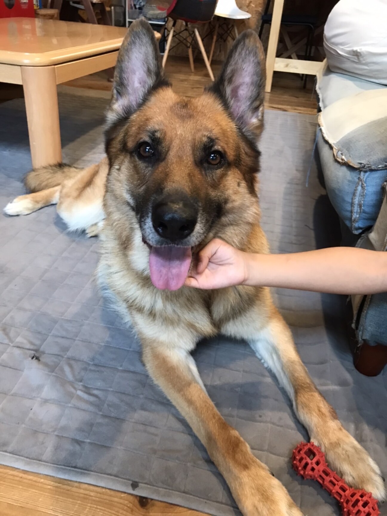 シェパード5歳オス 茨城県 犬の里親募集 ペットのおうち 月間利用者150万人