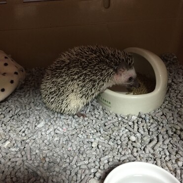 お迎えしてすぐ。ちびこいねぇ…