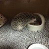 お迎えしてすぐ。ちびこいねぇ…