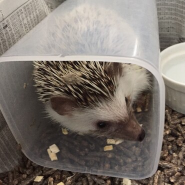 お気に入りのケース。子ハリの時はピッタリサイズ