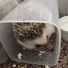 お気に入りのケース。子ハリの時はピッタリサイズ