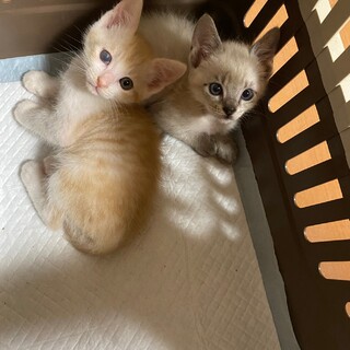 2匹一緒に 信玄くんとほうとうくん