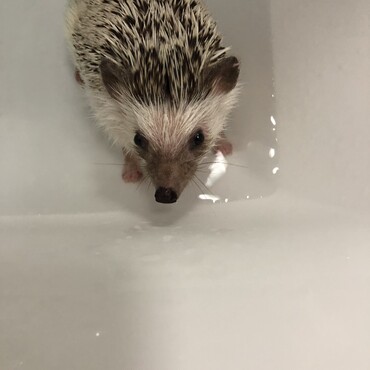 柔らかうんちを踏みまくり足湯させられた。不服そうでしたね