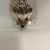 柔らかうんちを踏みまくり足湯させられた。不服そうでしたね