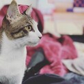 犬よりデレデレのキジ白君です★